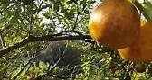樂樂長農場 - 山川壯麗物產豐隆 今天採收橘子 #樂樂長農場 #海梨柑 #桶柑 #火燒柑