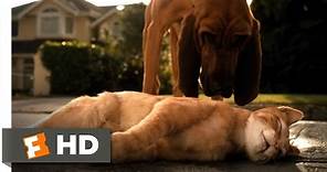 Cats & Dogs (1/10) Movie CLIP - Catnapped (2001) HD