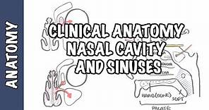 Clinical Anatomy - Nasal Cavity and Sinuses