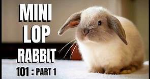 Mini Lop Rabbit 101: Part 1