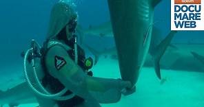 Documentario squalo tigre - National Geographic - Lo squalo tigre