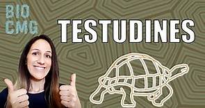 Testudines (Chelonia) - Classificação e Biologia dos jabutis, cágados e tartarugas