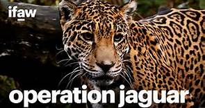 Operation Jaguar: Protecting the jaguar, an iconic species of the Americas