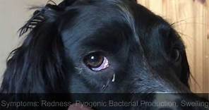 How To | Treat Conjunctivitis/Pink Eye in Dogs! 🐾