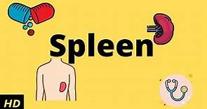 The Spleen (Human Anatomy): Picture, Definition, Function, and Related Conditions