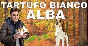 Tartufo Bianco D'Alba - alla ricerca di Tartufi Bianchi con i cani , nelle Langhe