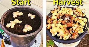 How to Grow Ginger From STORE Bought Ginger in Containers