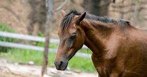 Lyme Disease in Horses - Essential Facts Explained!