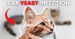 Ear Yeast Infection In Cats - Causes, Symptoms, and Treatment