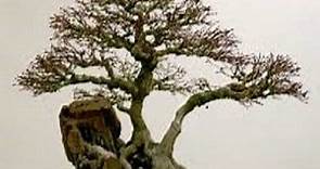 日本楓樹：它的栽培、護理等 ▷➡️ Postposmo