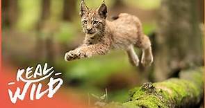 Exploring The Elegant Lynx In 4K | Lynx Documentary | Real Wild