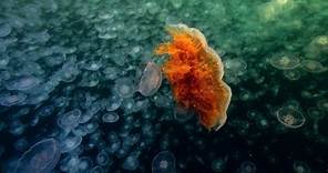 World's Largest Jellyfish | North America