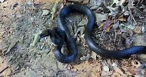 Black rat snake #1