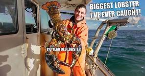 MASSIVE Maine Lobster! (100 years old?!)