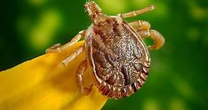 Overlooked Lyme disease symptoms
