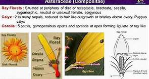 Asteraceae Family Characters/ Morphological and Floral Characters of Asteraceae Family/ Compositae