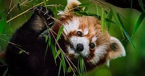 Así es el panda rojo, el pequeño mamífero del Himalaya en peligro de extinción - National Geographic en Español