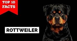 Rottweiler - Top 10 Facts