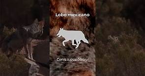 Lobo mexicano (Canis lupus baileyi)