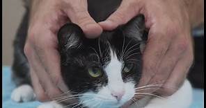 How to pick up a cat like a pro - Vet advice on cat handling.