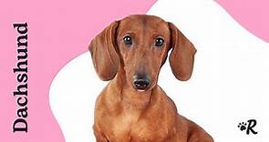 Everything You Want to Know About Dachsunds