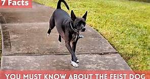 7 Facts you Must Know about the Feist Dog | Feist Dog facts