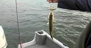 Great Getaways: Fishing The Manistique Lakes [Curtis MI]