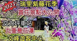 2023嘉義瑞里紫藤花季（最佳賞花景點）｜交力坪車站｜太興岩步道｜文峰遊客中心賞花喝咖啡｜仁義潭超美九重葛花瀑｜原住民休息站風味小吃