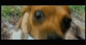 Beverly Hills Chihuahua - Face Off Clip