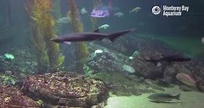Monterey Bay Aquarium Live Shark Cam