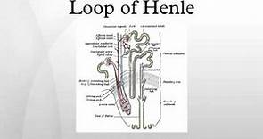 Loop of Henle