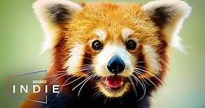 Indie Short Film: Looking for Endangered Red Pandas in Nepal