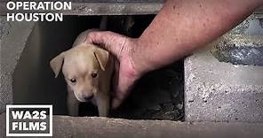 Houston Dog Rescuers Save Homeless Puppies From Under House - Hope For Dogs