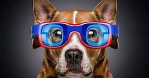 Can Dogs See Colors? Demystifying the Woof's-Eye View | Simple Dog Facts