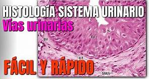 Histología del Sistema Urinario (FÁCIL Y RÁPIDO)