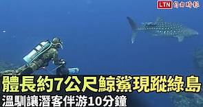 體長約7公尺鯨鯊現蹤綠島 溫馴讓潛客伴游10分鐘 - 自由電子報影音頻道