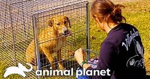Mariah's Nail Biting Dog Rescue Mission | Pit Bulls & Parolees | Animal Planet