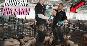 A Full Day Of Modern Pig Farming