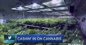 Cashing in on cannabis