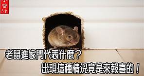 【動物風水】老鼠進家門代表什麼？出現這種情況，竟是老鼠來報喜