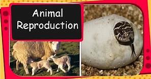 Science - Animal reproduction, Egg laying animal and Mammals - English