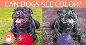 Can Dogs See Color? - How a Dog's VISION Works