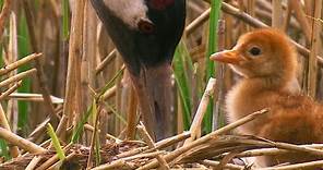 Sweet Baby Crane / The Life of Birds / Crane Chick / Nature Documentary