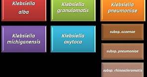 Dominio Bacteria: Phylum Proteobacteria 27 - Gammaproteobacteria - Enterobacteriaceae -Klebsiella