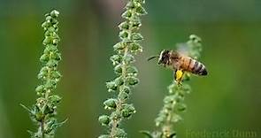 What is a honey bee? This is a Honey Bee! Apis mellifera, The western or European honey bee.