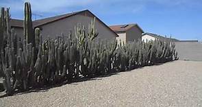 Stenocereus griseus cactus