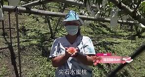 新竹縣尖石鄉2021年水蜜桃行銷推廣系列活動