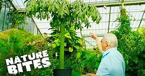David Attenborough Uncovers Nature's Record-Breaking Plant! | Nature Bites