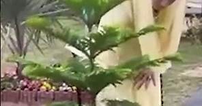 Maryam Nawaz Planting Viral Video | Plantation Day Latest News Updates | Shorts
