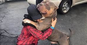 When A Dog's Love That Is Stronger Than Words